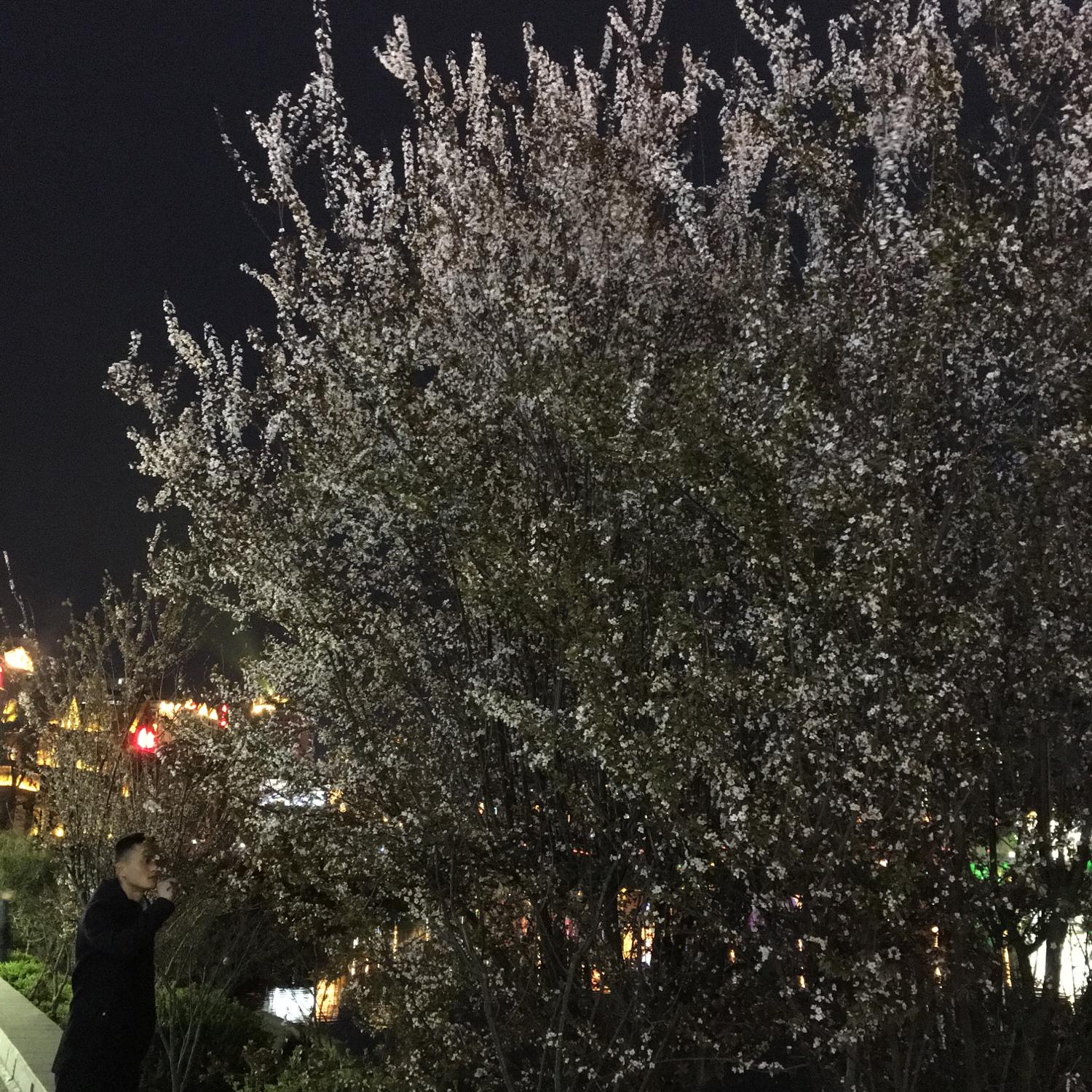 卓依婷，拥抱自然美景，心灵宁静之旅的最新动态